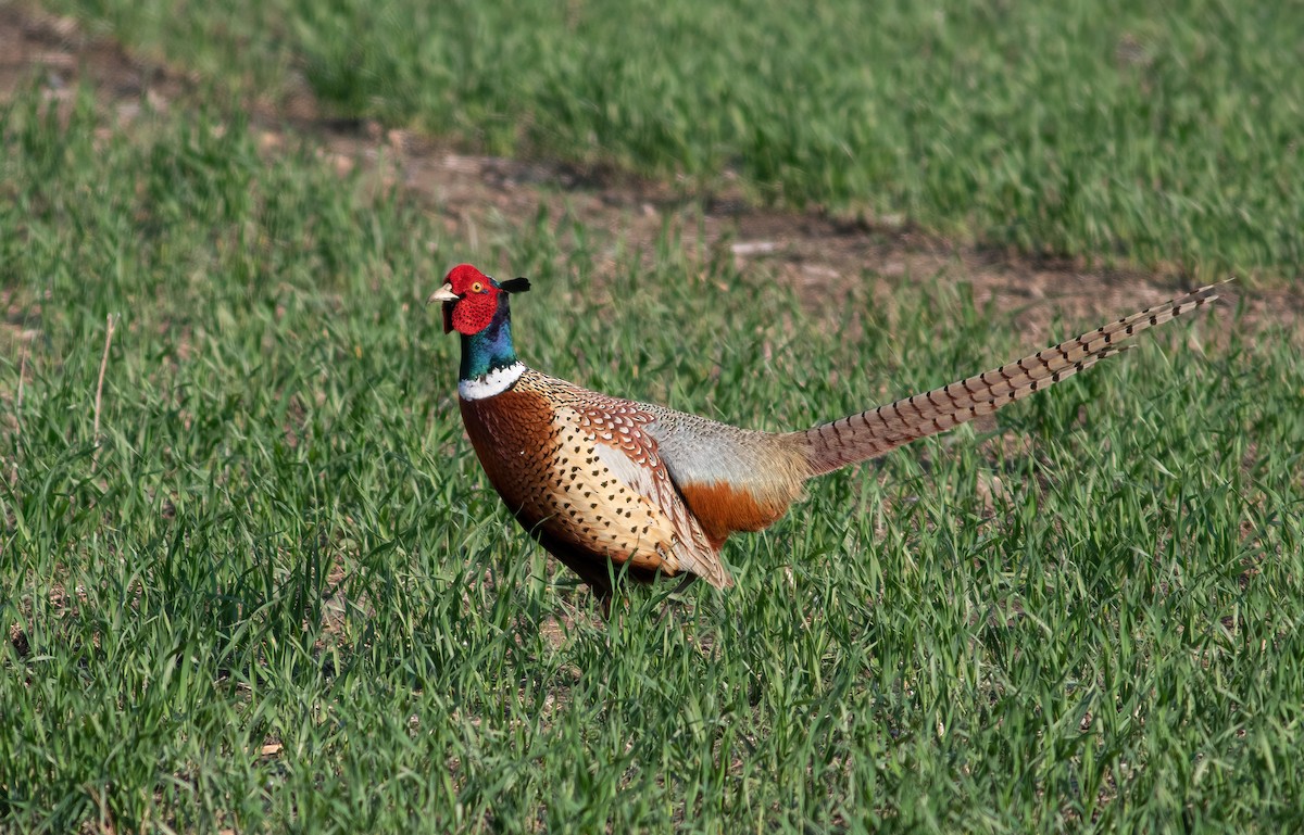 Ring-necked Pheasant - ML583425691