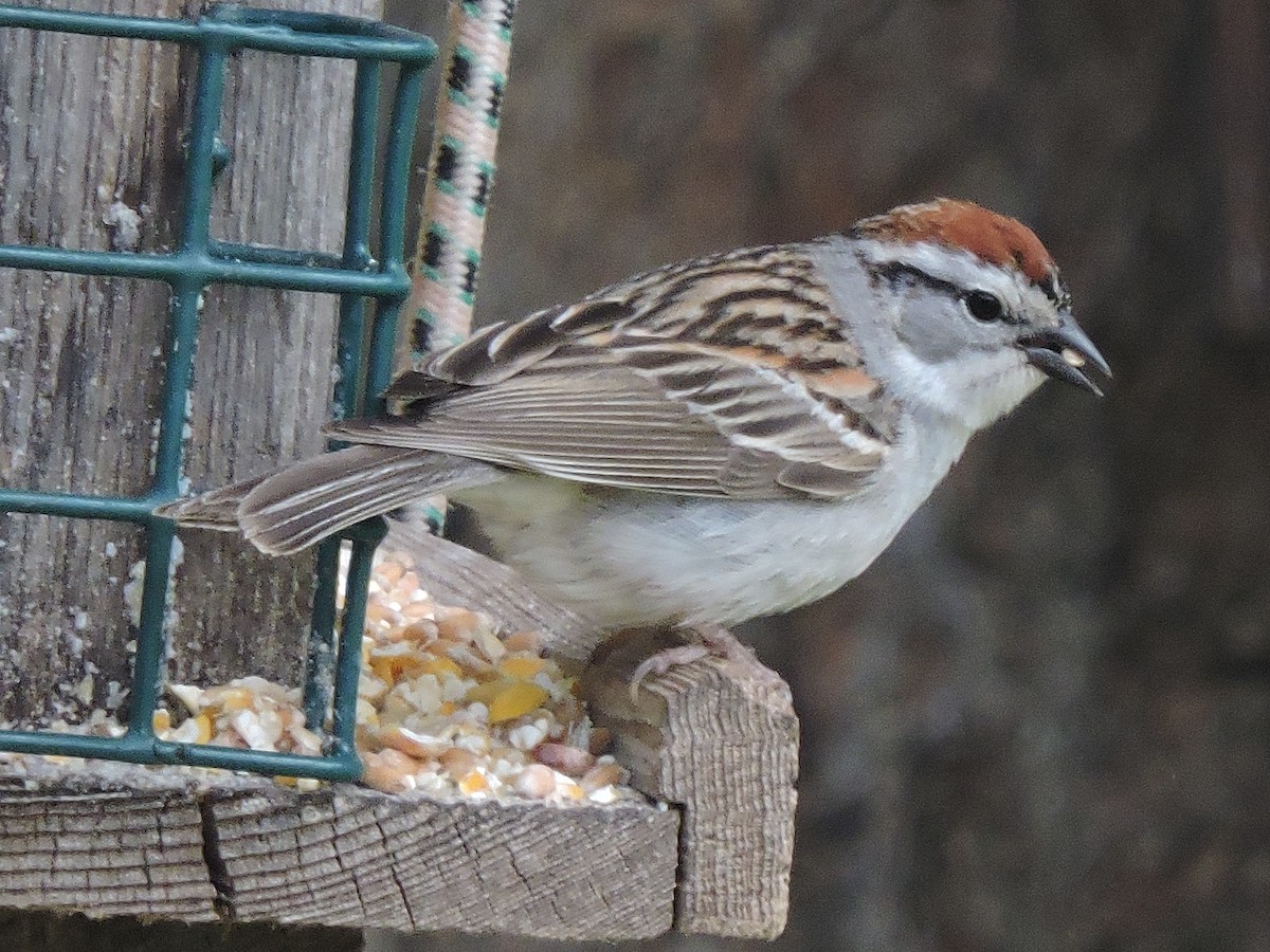 Chipping Sparrow - ML58342831