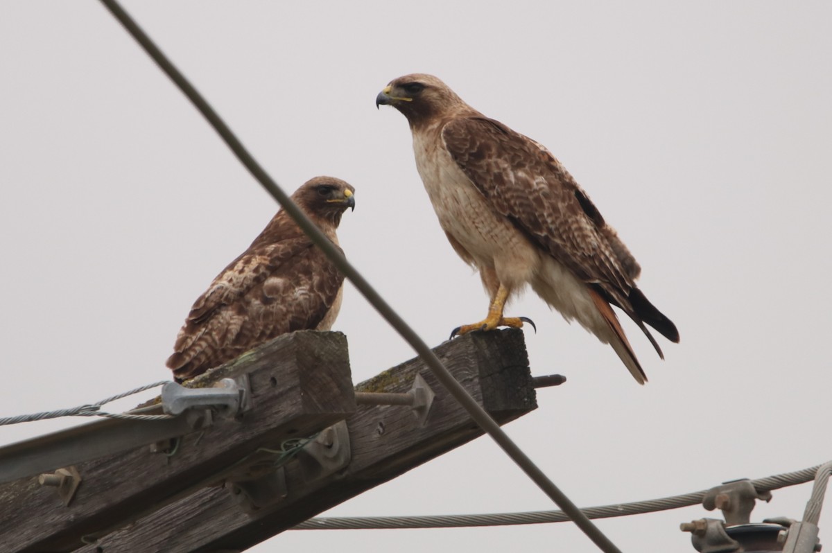 Red-tailed Hawk - ML583428541