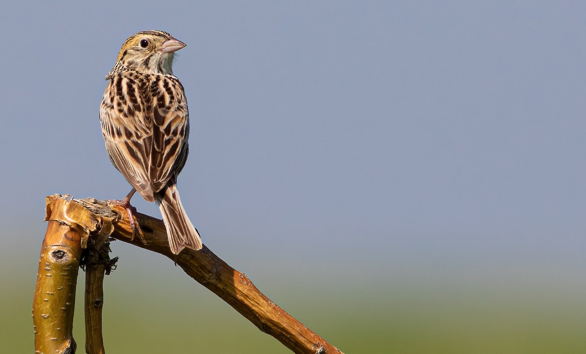 Baird's Sparrow - ML583429501