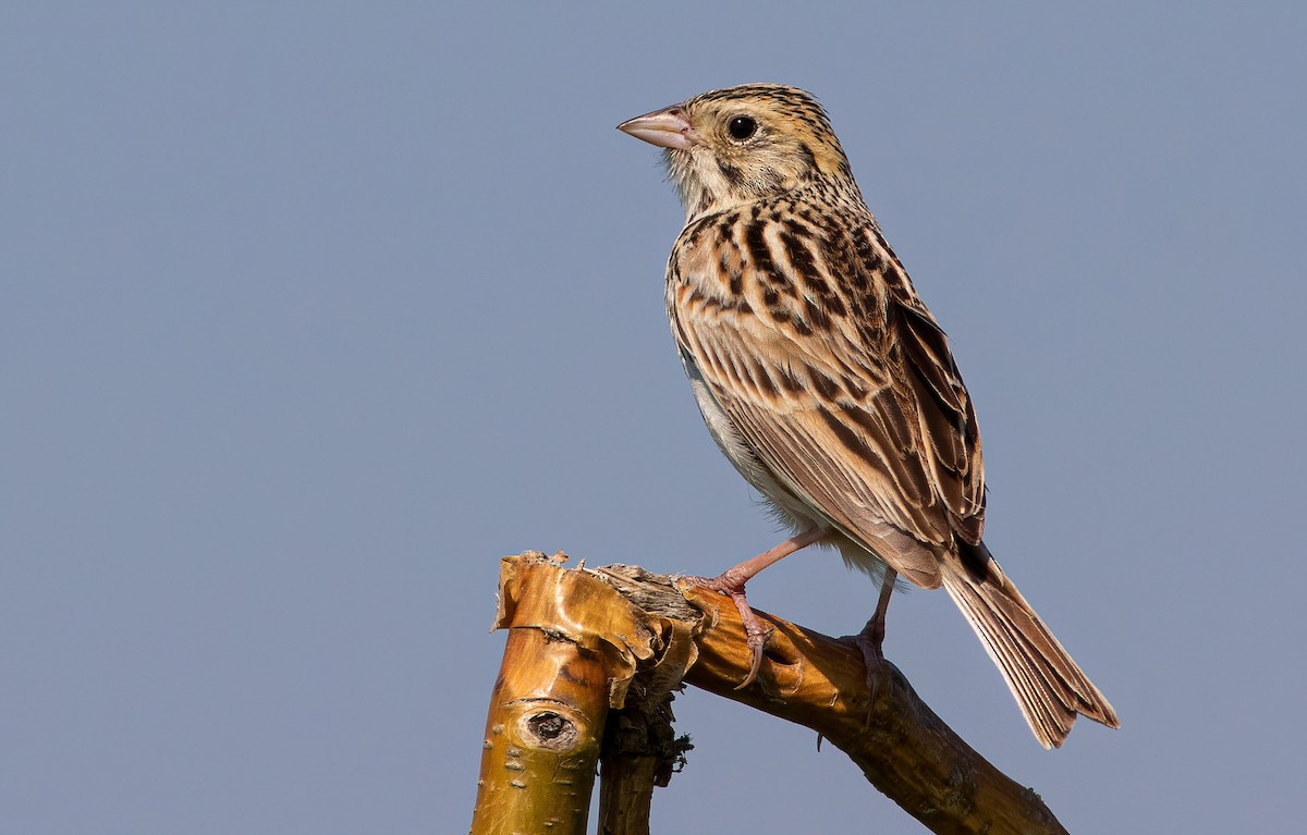 Baird's Sparrow - George Armistead | Hillstar Nature