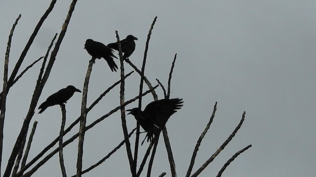 Large-billed Crow - ML583435051