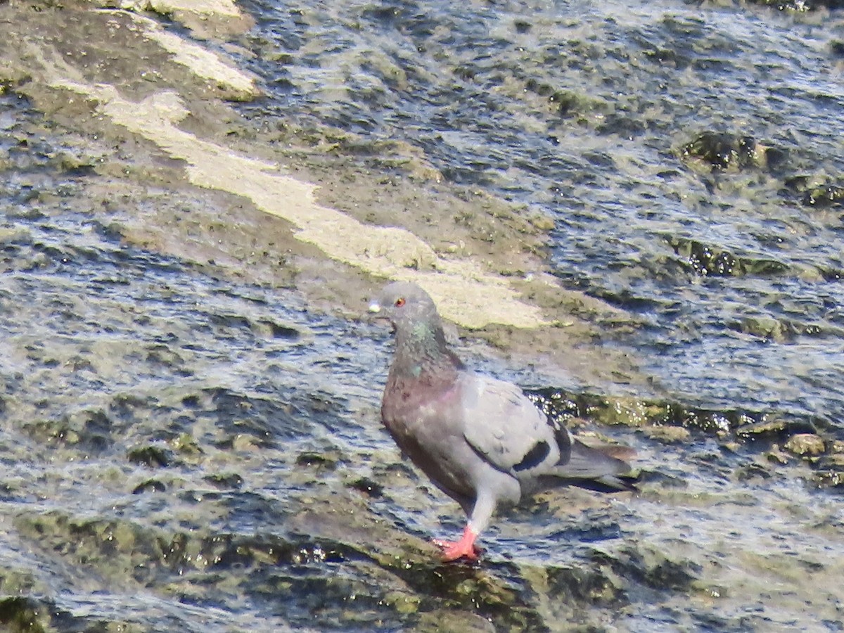Rock Pigeon (Feral Pigeon) - ML583435691