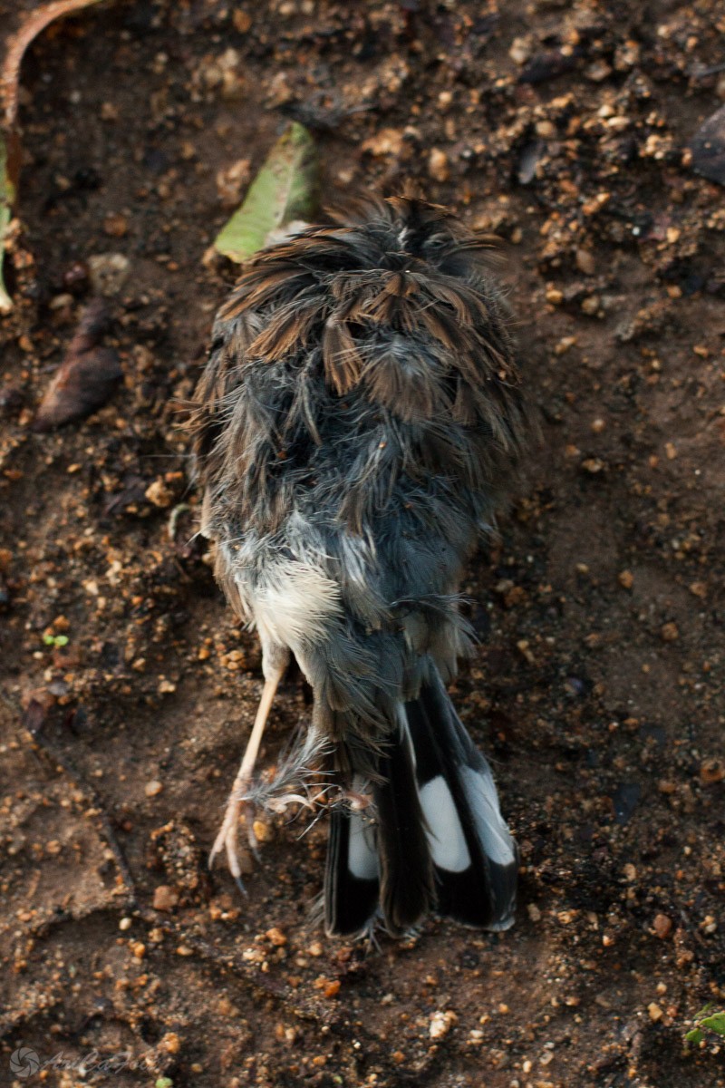 Band-tailed Sierra Finch - Ariel Cabrera Foix