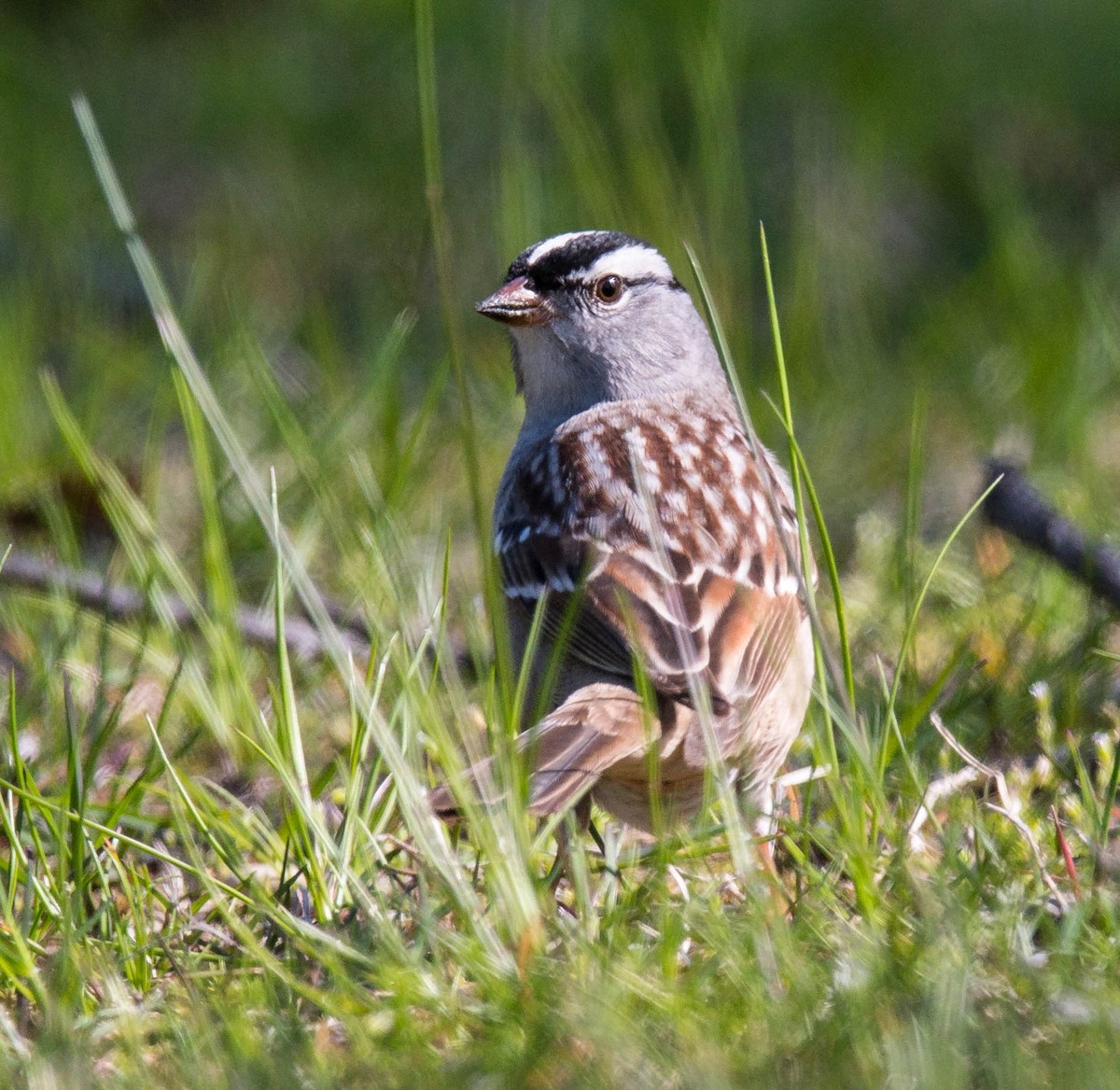 White-crowned Sparrow - Mark Almodovar