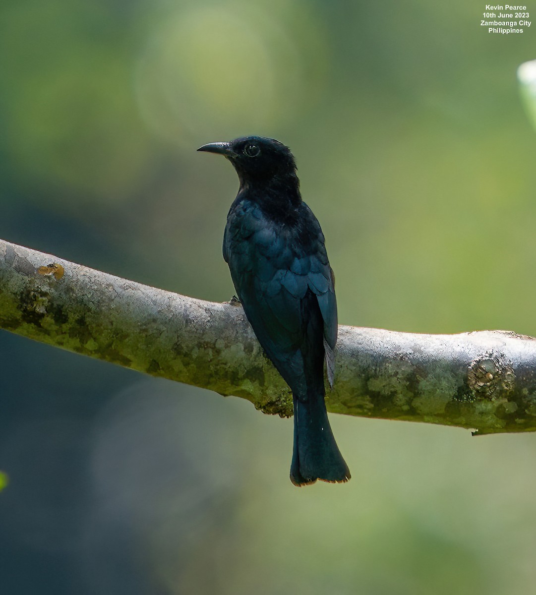 Philippine Drongo-Cuckoo - Kevin Pearce