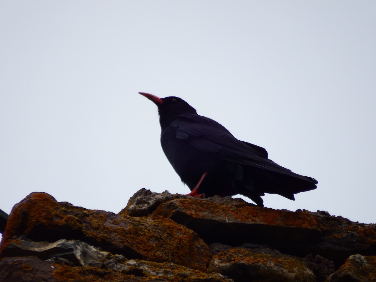 Red-billed Chough - Ross Thompson