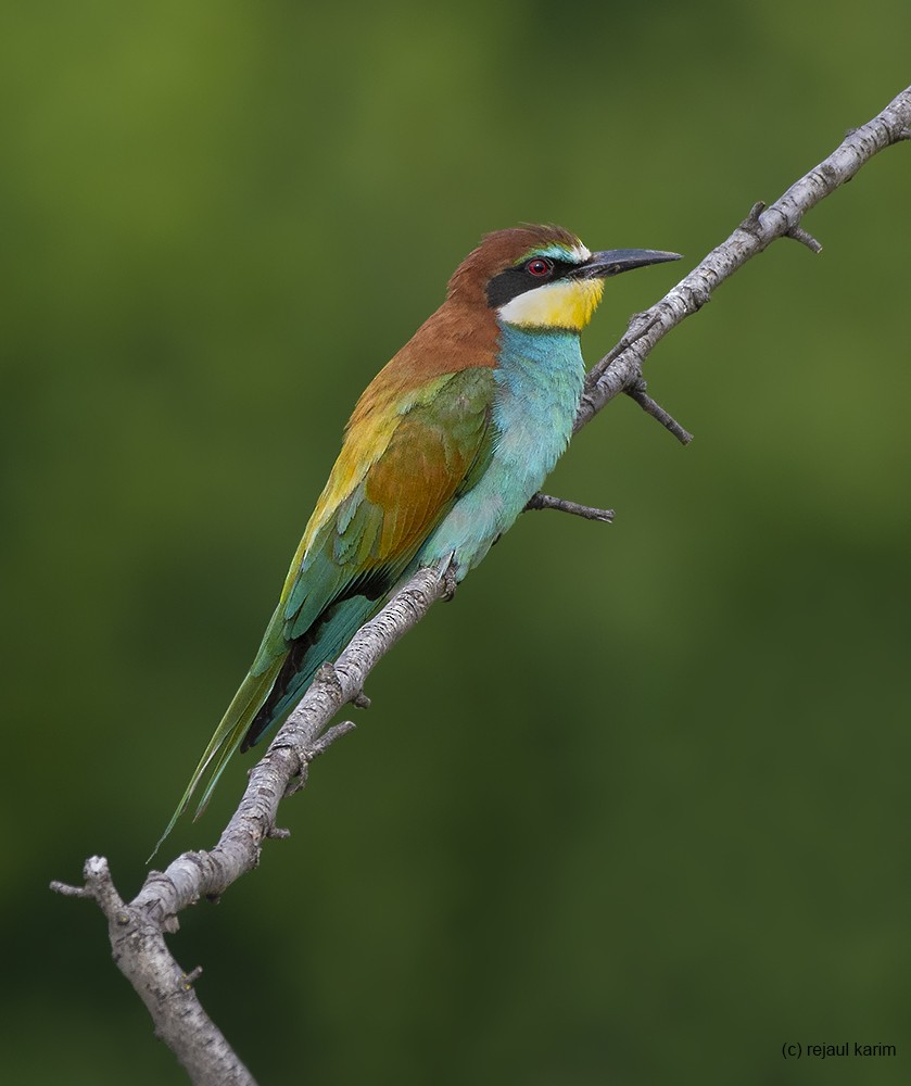 European Bee-eater - ML583444661