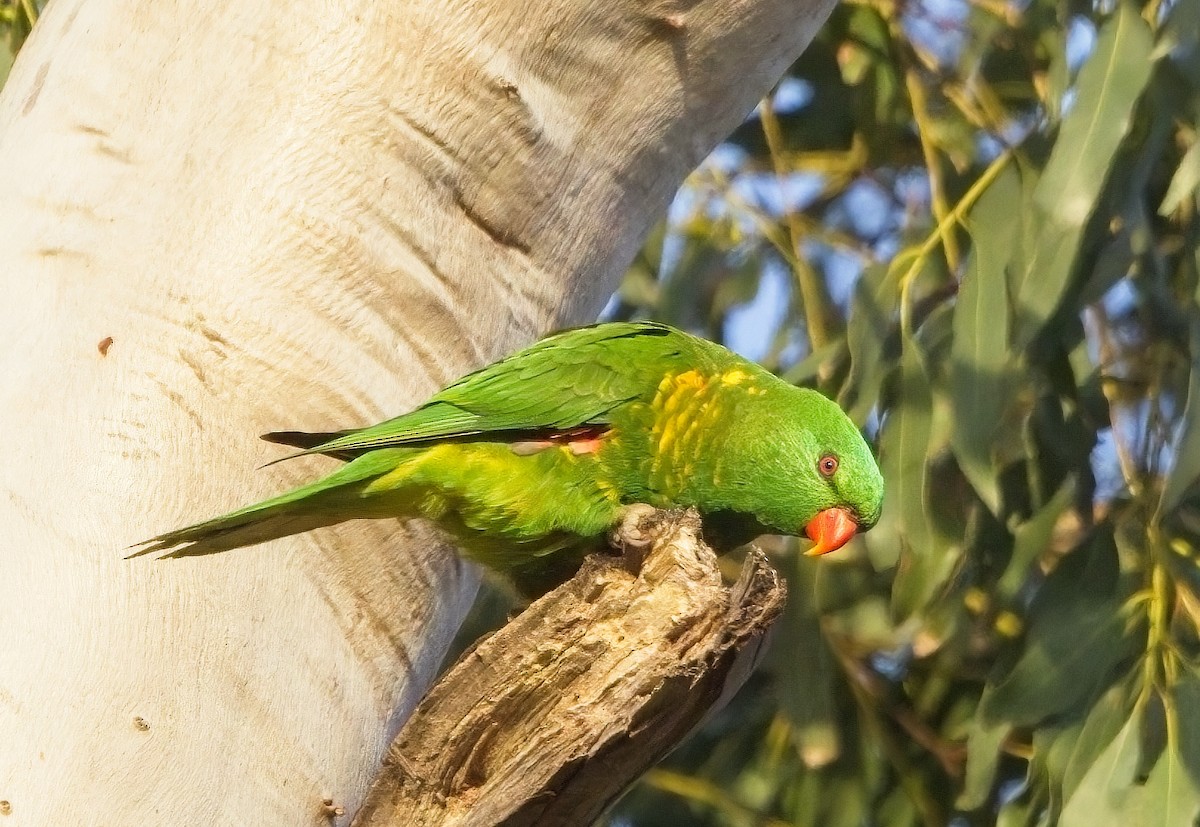 eBird Checklist - 11 Jun 2023 - River Gum Creek Reserve - 38 species