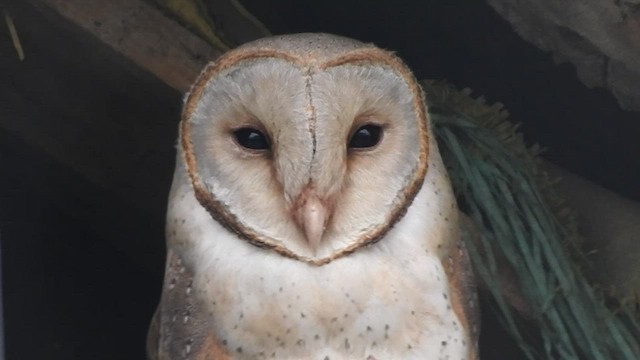Barn Owl - ML583446991