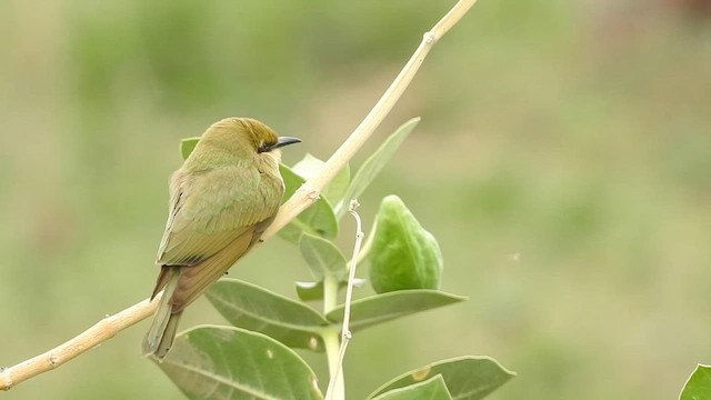 Asian Green Bee-eater - ML583447511