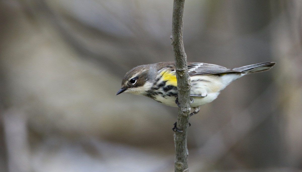 Yellow-rumped Warbler (Myrtle) - ML58344821