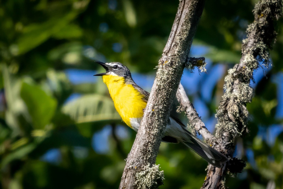 Yellow-breasted Chat - ML583448251
