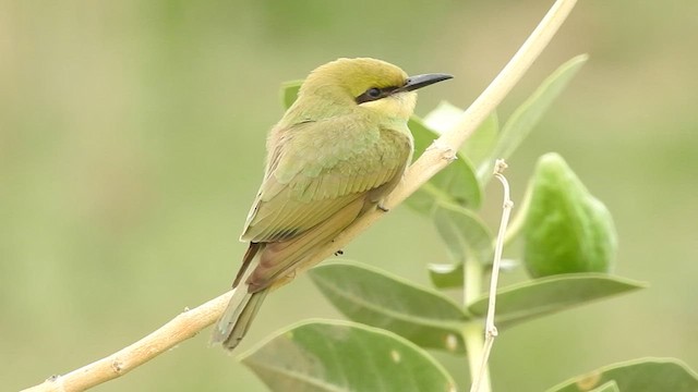 Asian Green Bee-eater - ML583450761