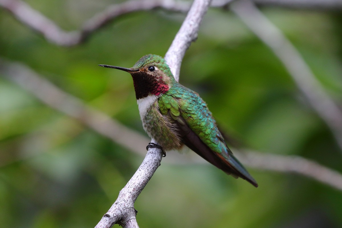 Broad-tailed Hummingbird - ML583453661