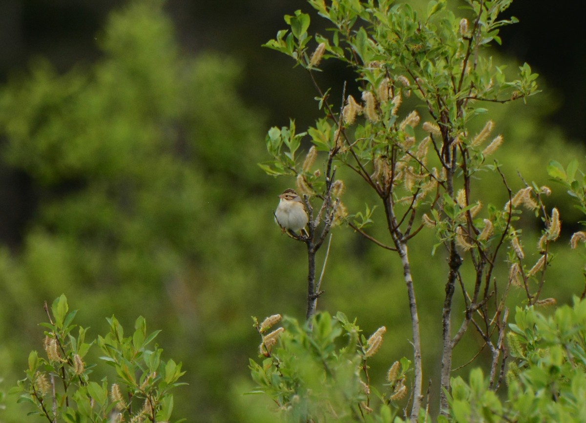 Clay-colored Sparrow - Nat Drumheller