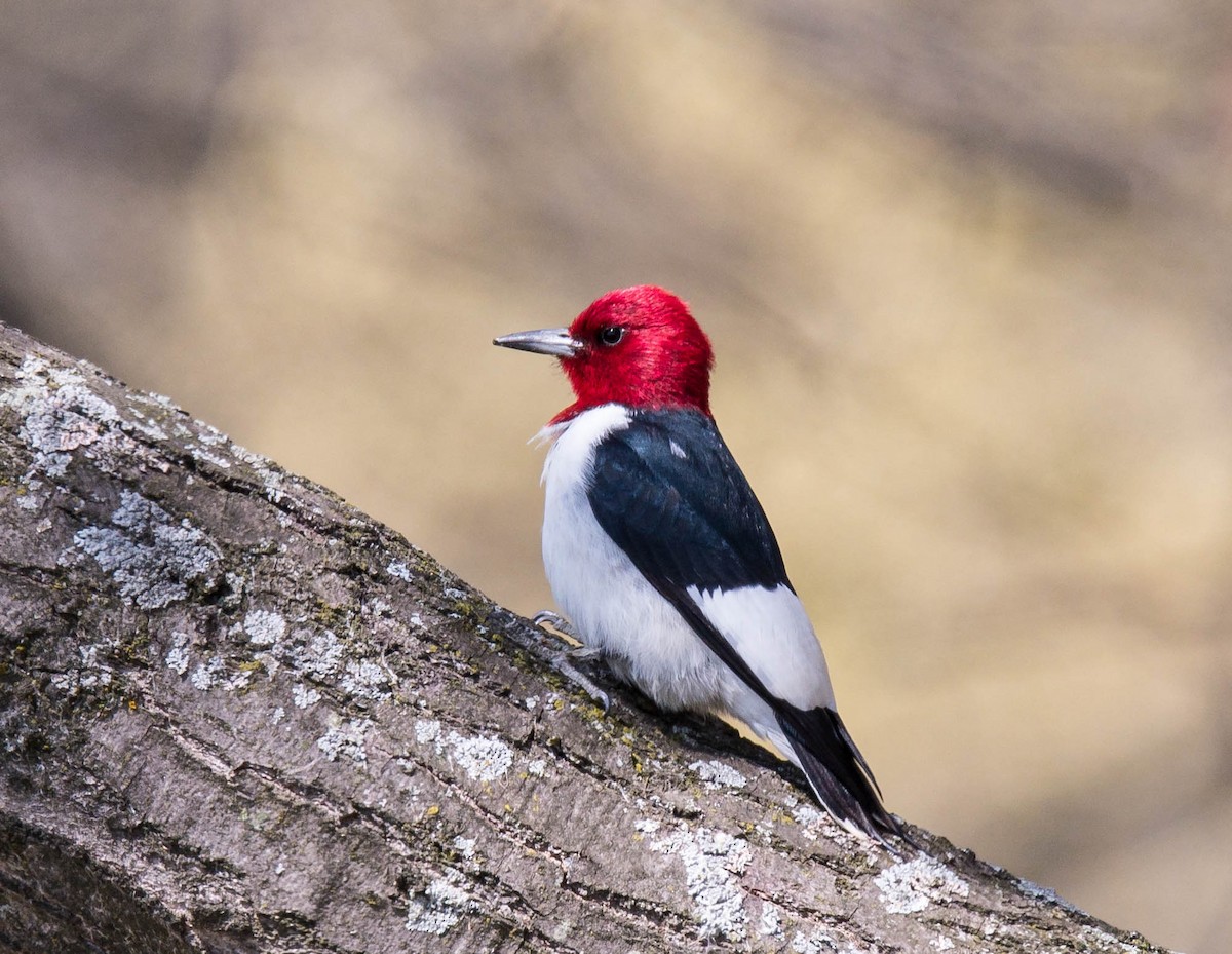 Red-headed Woodpecker - ML58345761
