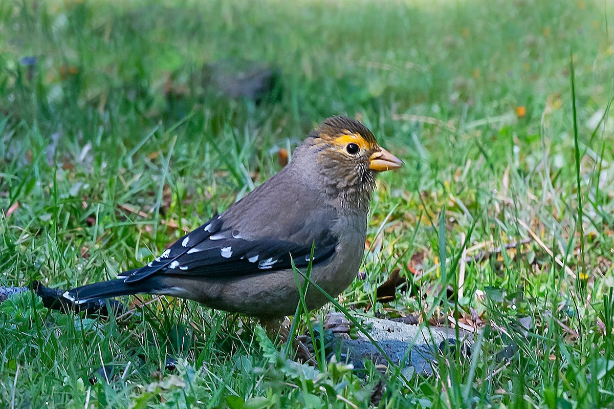 Spectacled Finch - ML583462051