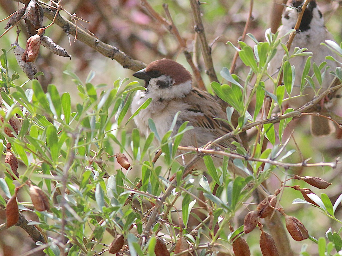 Eurasian Tree Sparrow - ML583463451