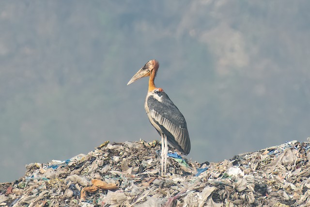 Greater Adjutant — photographed by Sayantan Ghosh