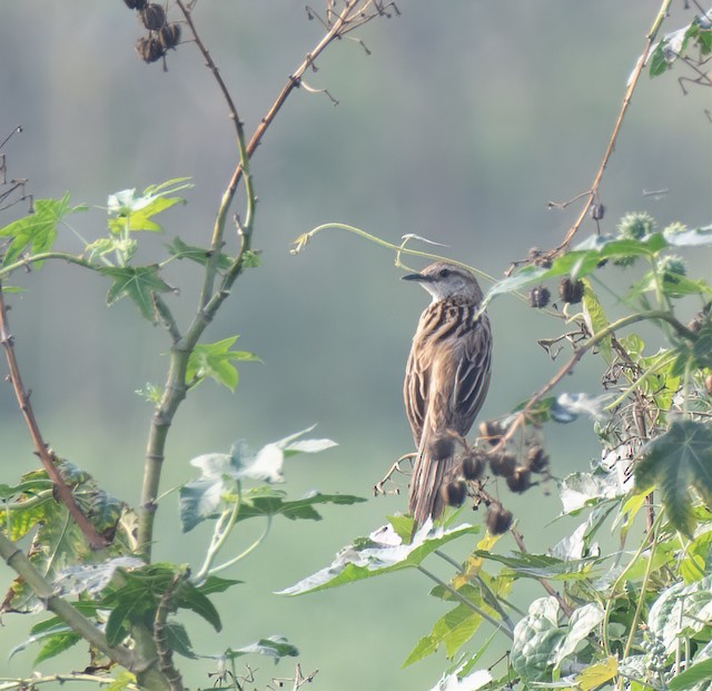 Striated Grassbird — photographed by Sayantan Ghosh