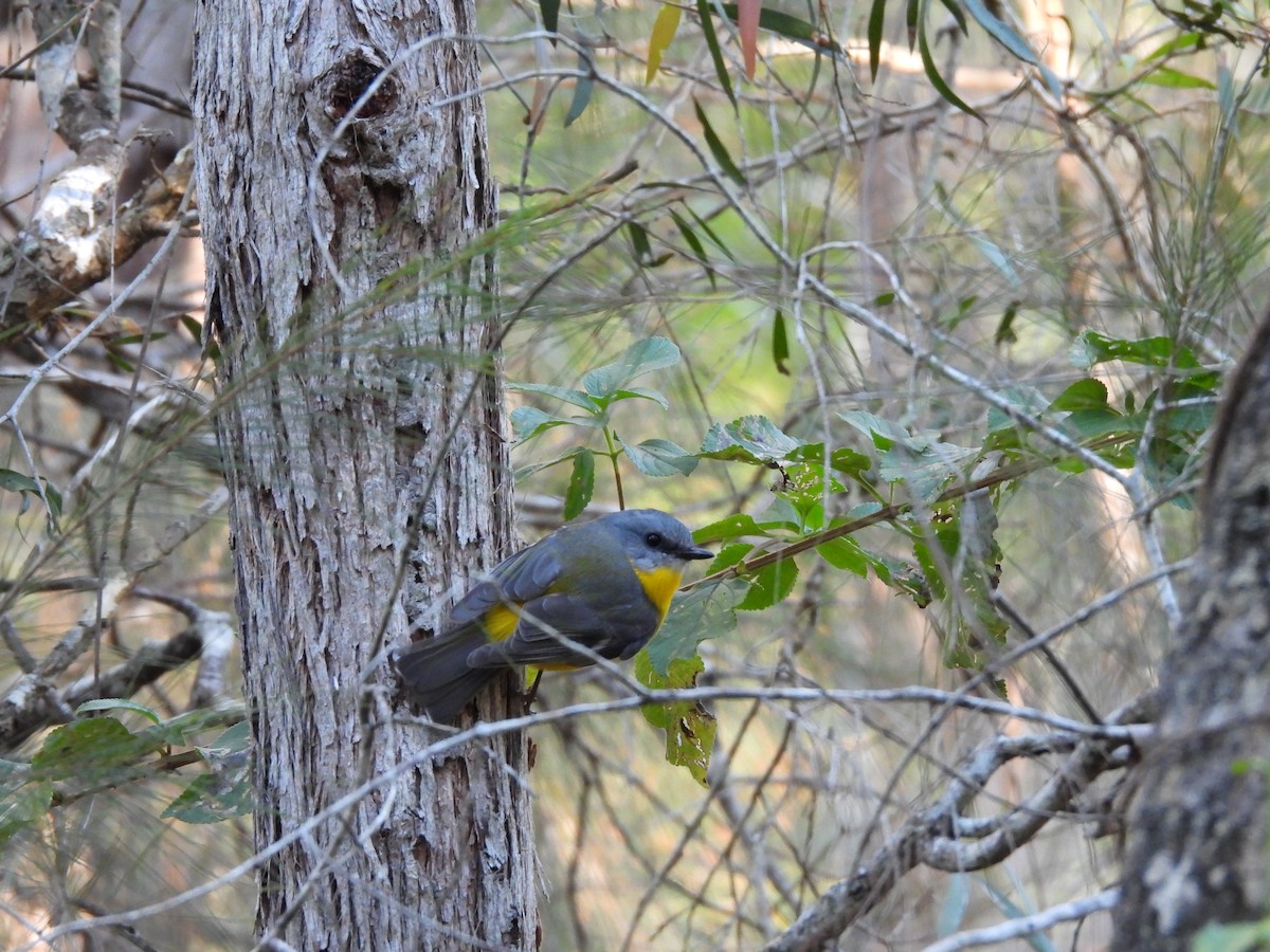 Eastern Yellow Robin - L. Burkett