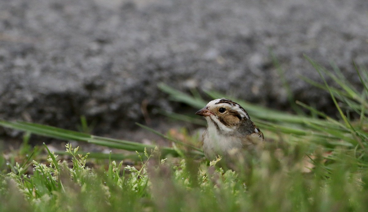 Clay-colored Sparrow - ML58347101