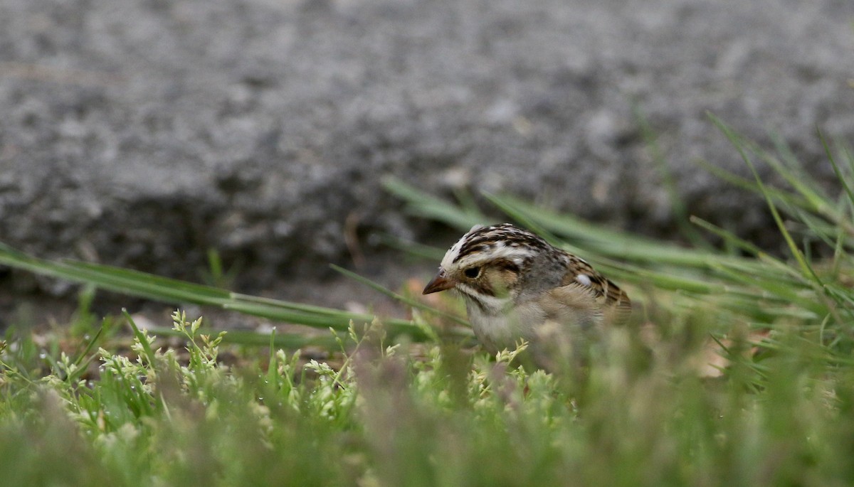 Clay-colored Sparrow - ML58347151
