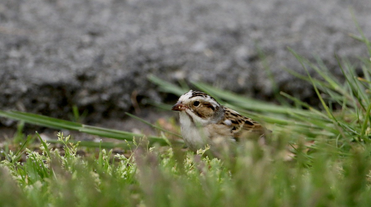 Clay-colored Sparrow - ML58347231
