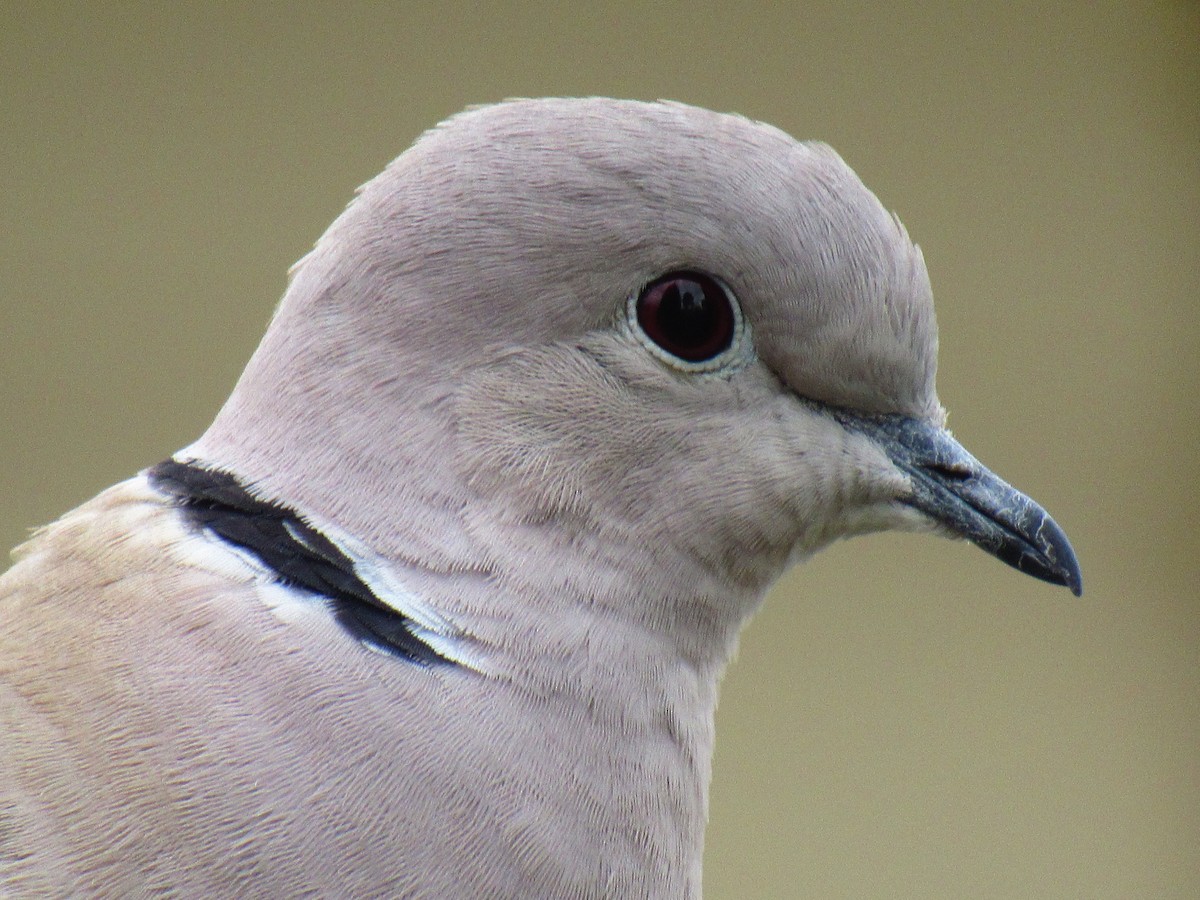 Eurasian Collared-Dove - Jackson  Rudkin