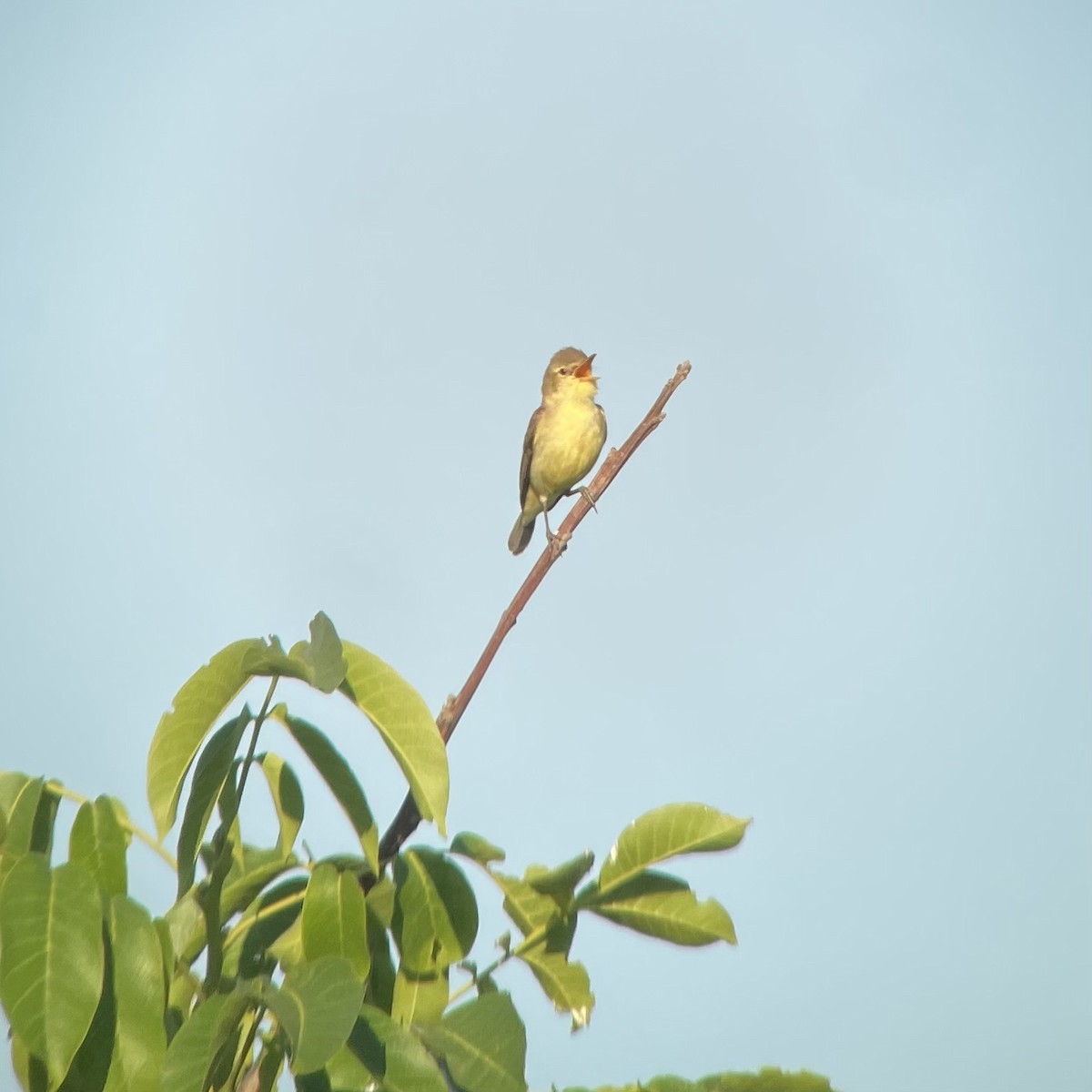 Melodious Warbler - ML583481211