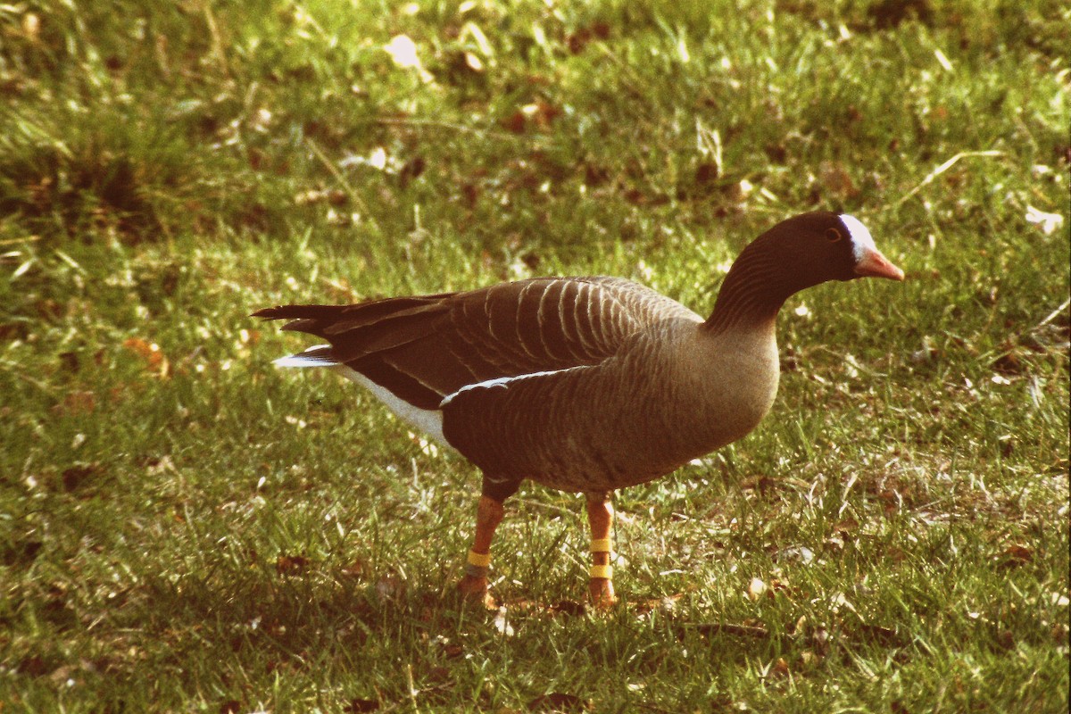 Lesser White-fronted Goose - ML583481961