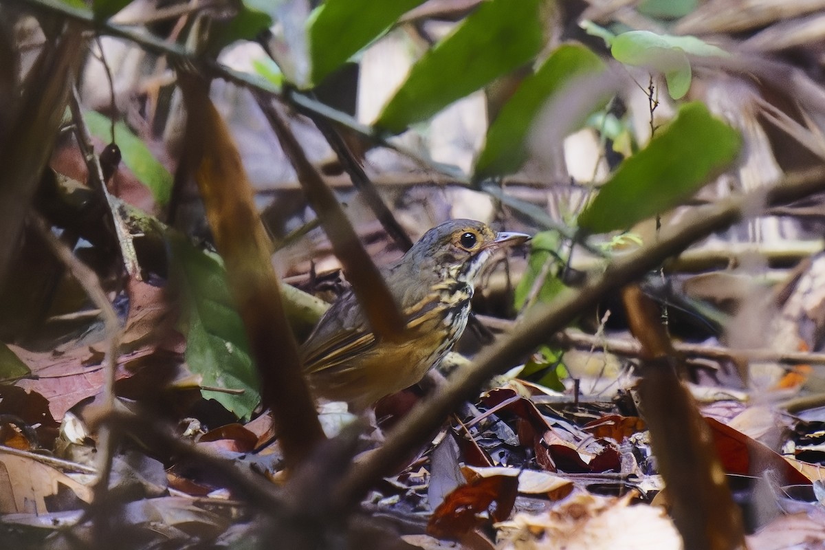 Spotted Antpitta - ML583482981