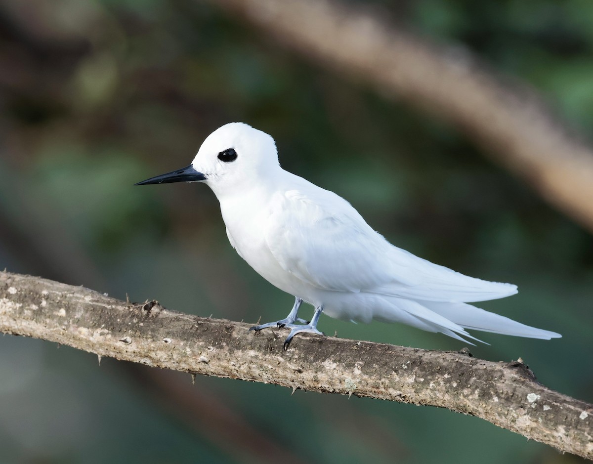 White Tern - ML583483121