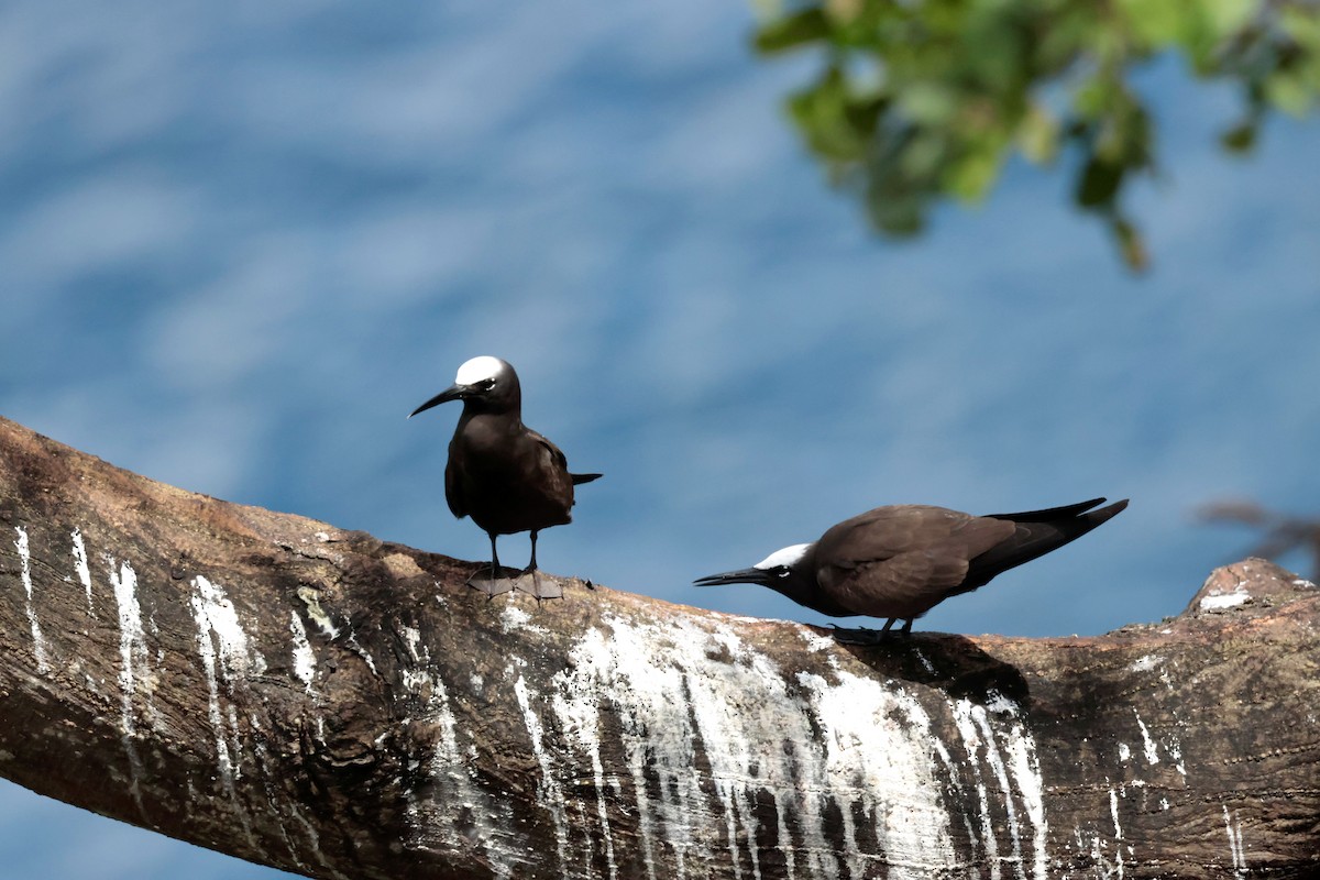 Black Noddy - ML583483271