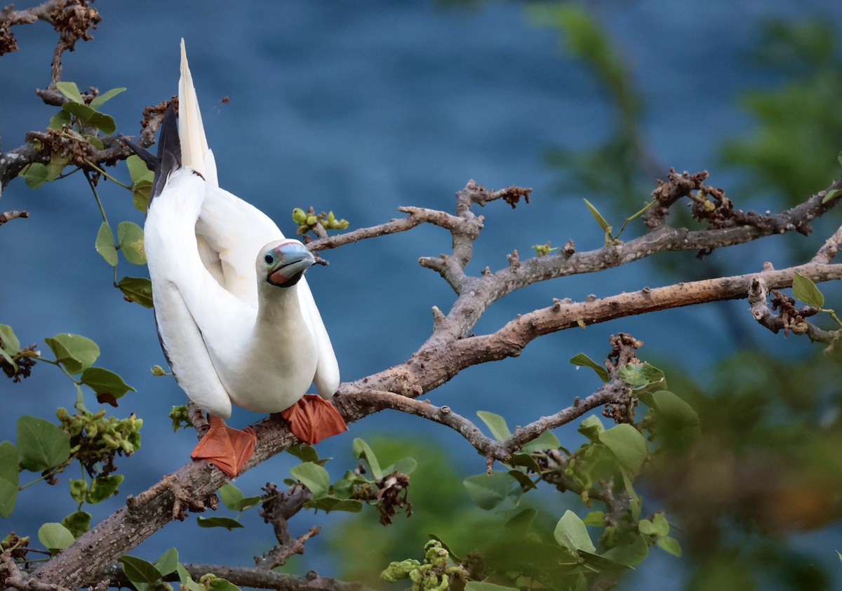 Red-footed Booby - ML583485591