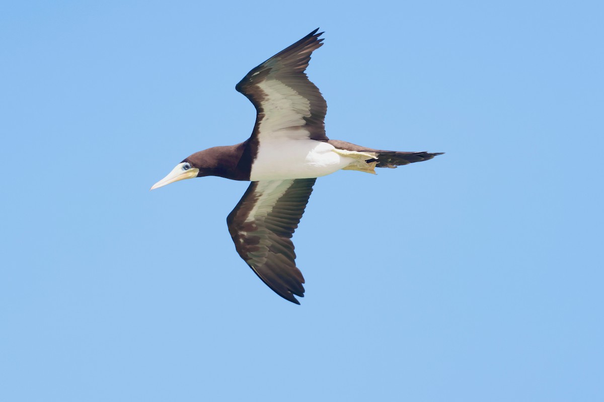 Brown Booby - ML583485931