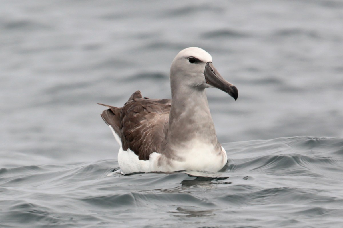 albatros snarský - ML58348931