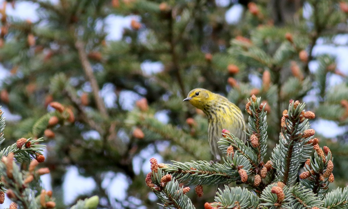 Cape May Warbler - ML58348991