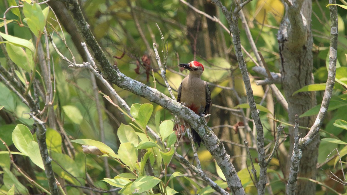 Golden-fronted Woodpecker (Velasquez's) - ML583490001