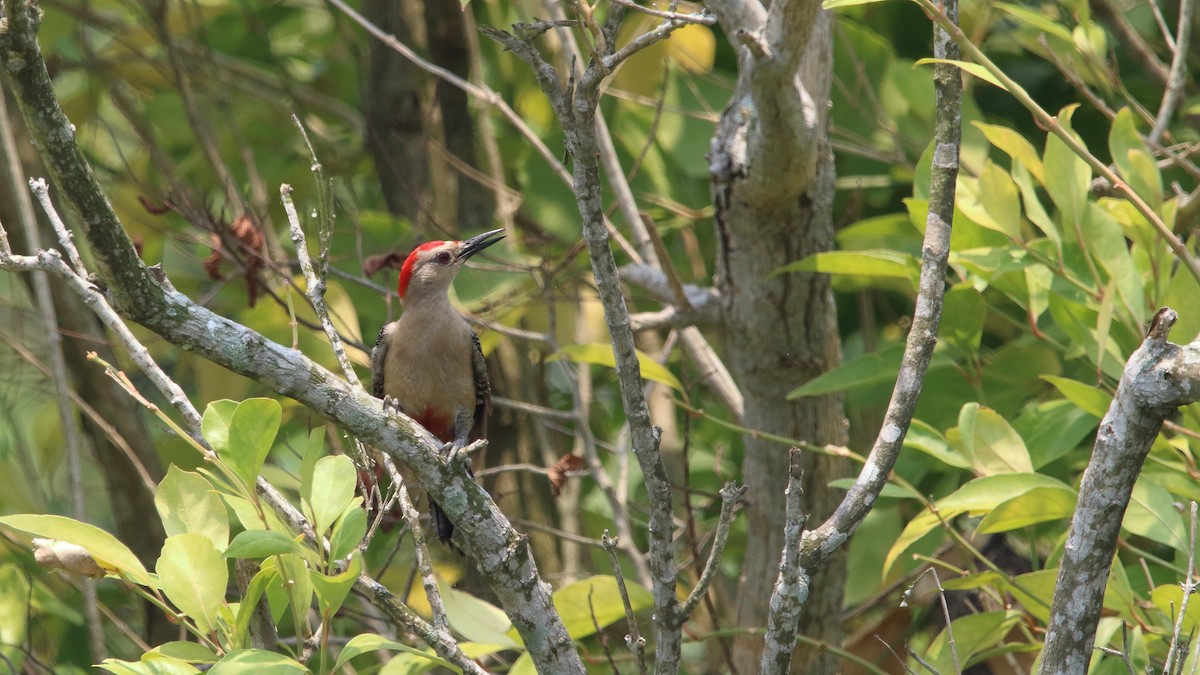 Golden-fronted Woodpecker (Velasquez's) - ML583490271