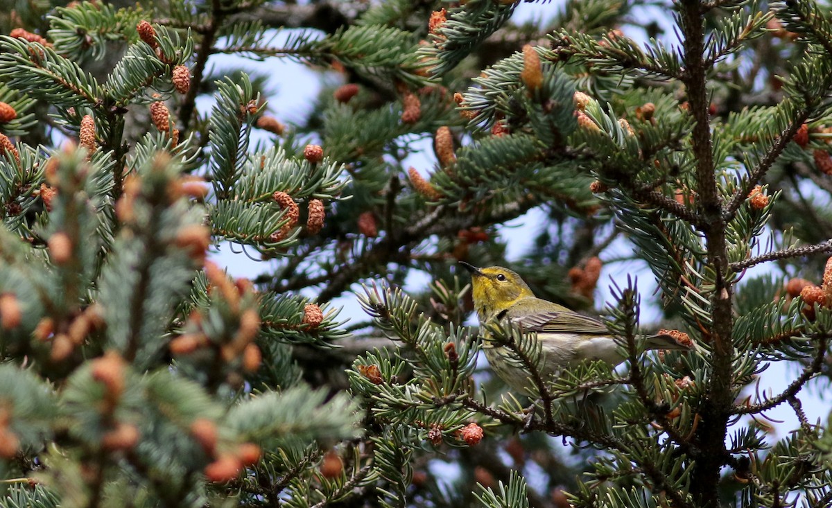 Cape May Warbler - ML58349091