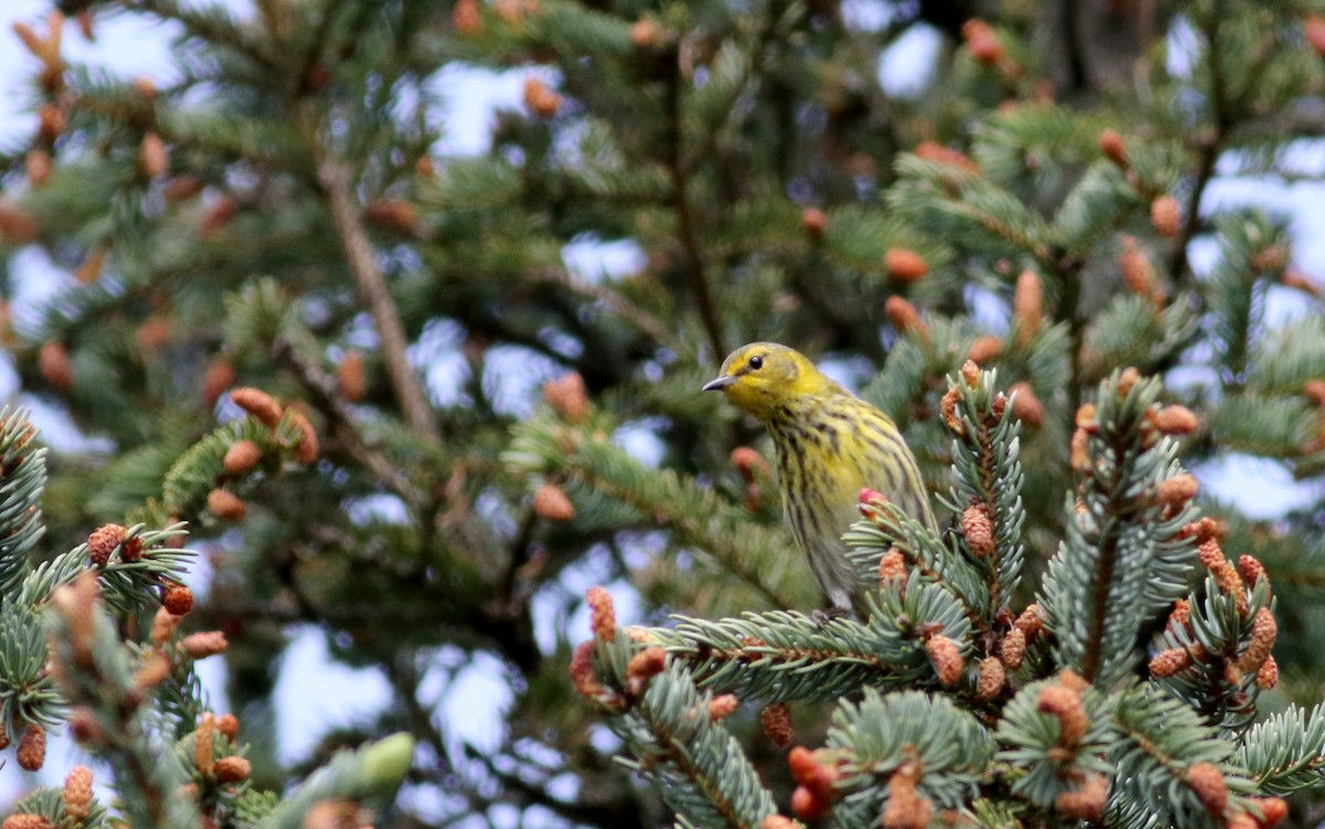 Cape May Warbler - ML58349111
