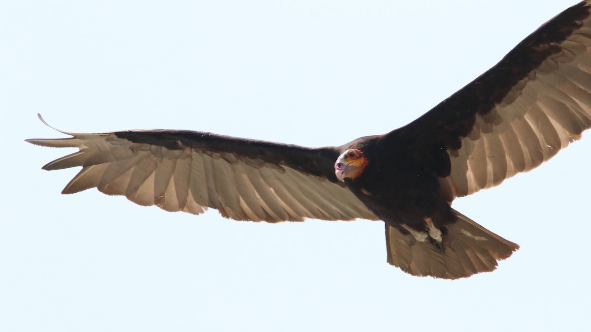 Lesser Yellow-headed Vulture - ML583492191