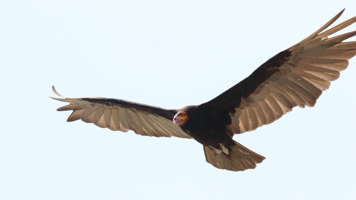 Lesser Yellow-headed Vulture - ML583493551