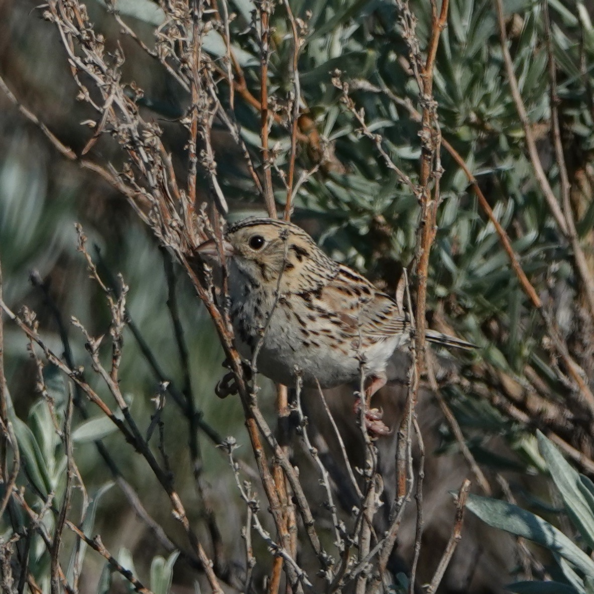 Baird's Sparrow - ML583493801
