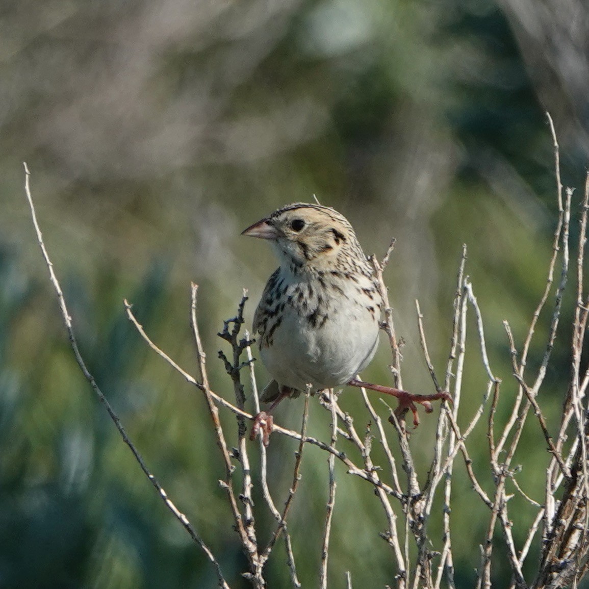 Baird's Sparrow - ML583493811