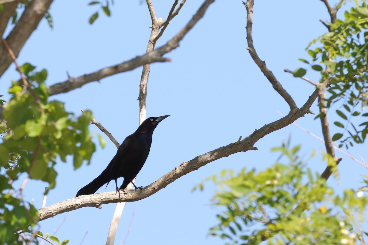 Boat-tailed Grackle - ML583494541