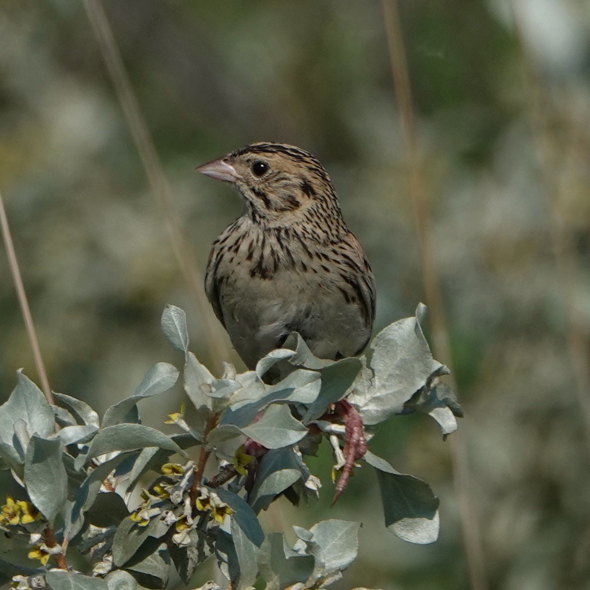 Baird's Sparrow - ML583495161