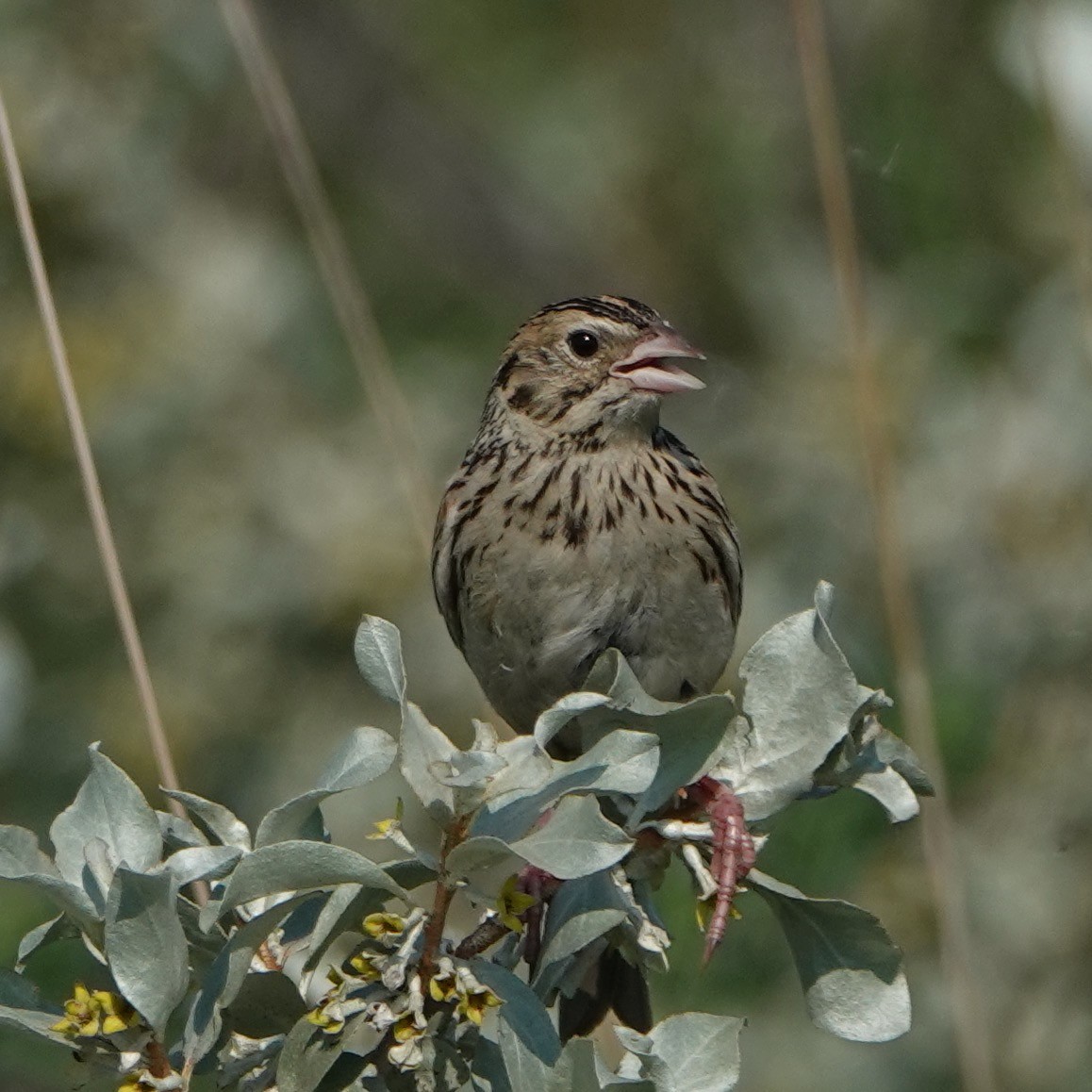 Baird's Sparrow - ML583495171